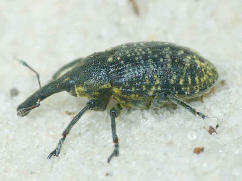 Larinus (Phyllonomeus) sturnus (Schaller, 1873)